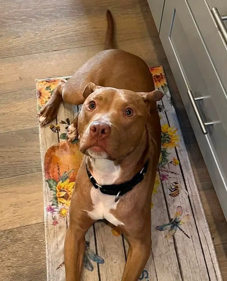Buddy image 3
