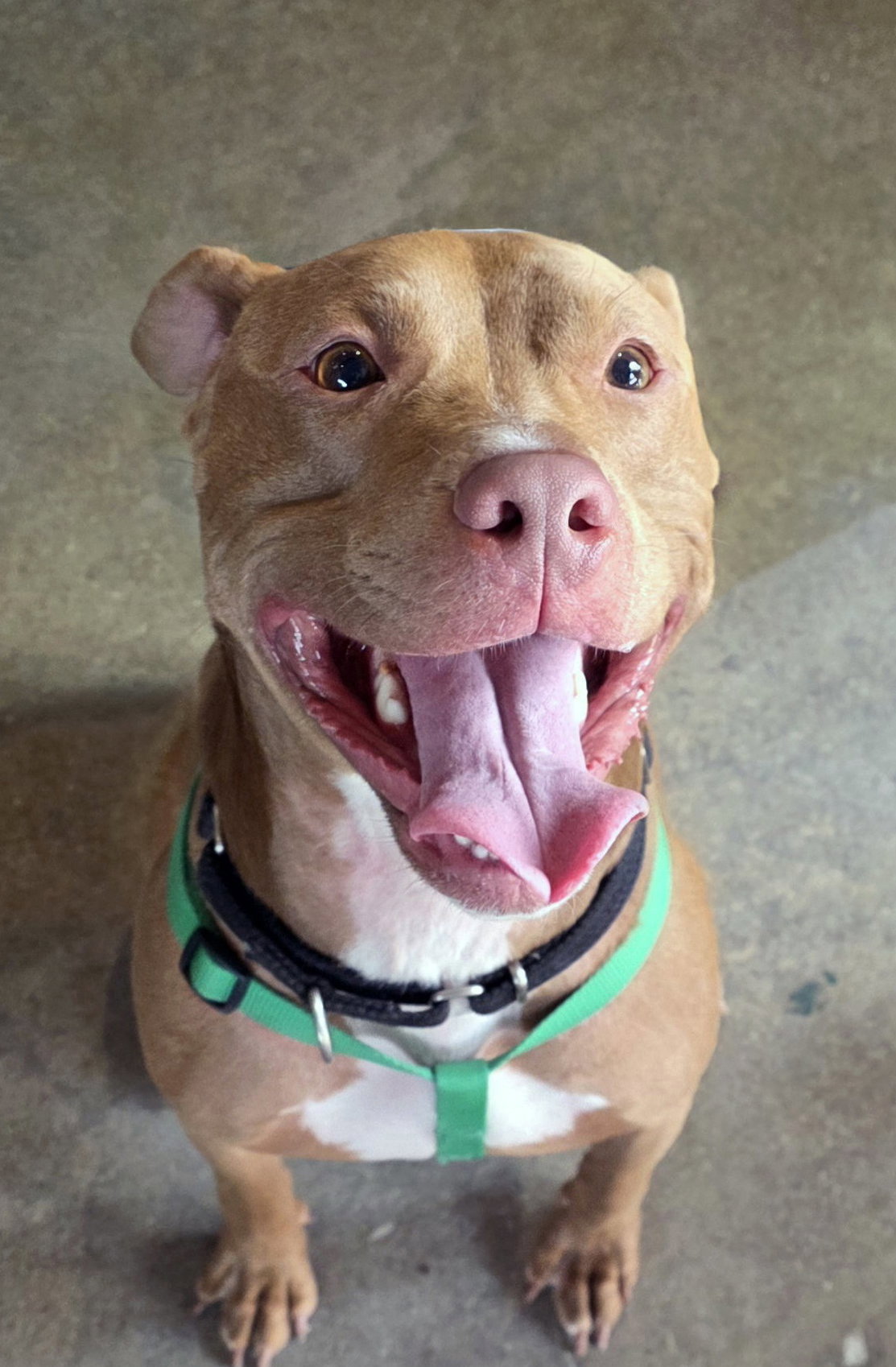 Image of Buddy