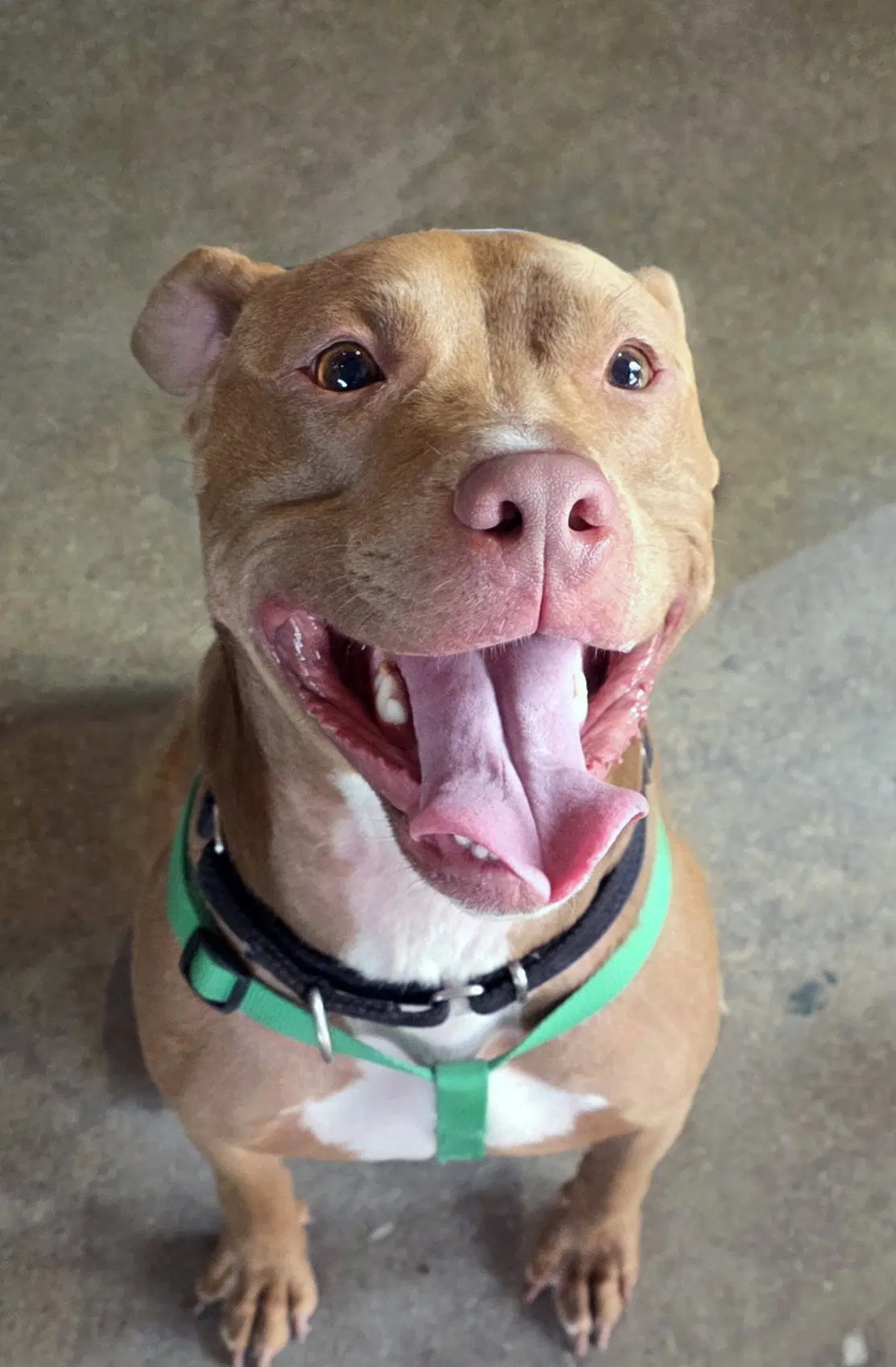 Buddy - American Pit Bull Terrier