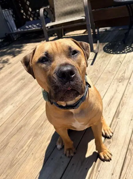 John - American Pit Bull Terrier