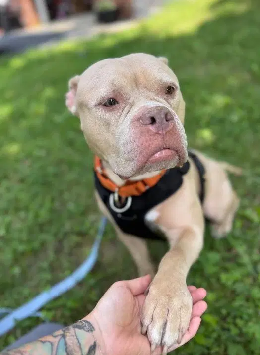 Harley - Bulldog