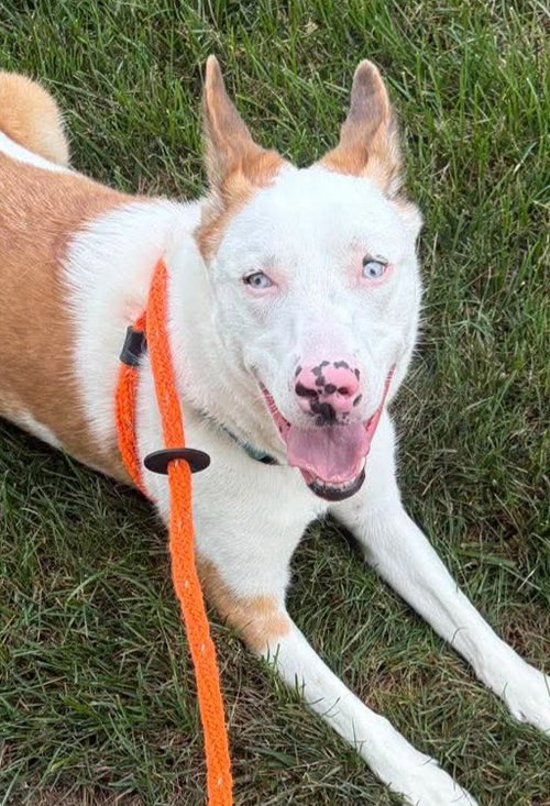 picture of the dog needing adoption