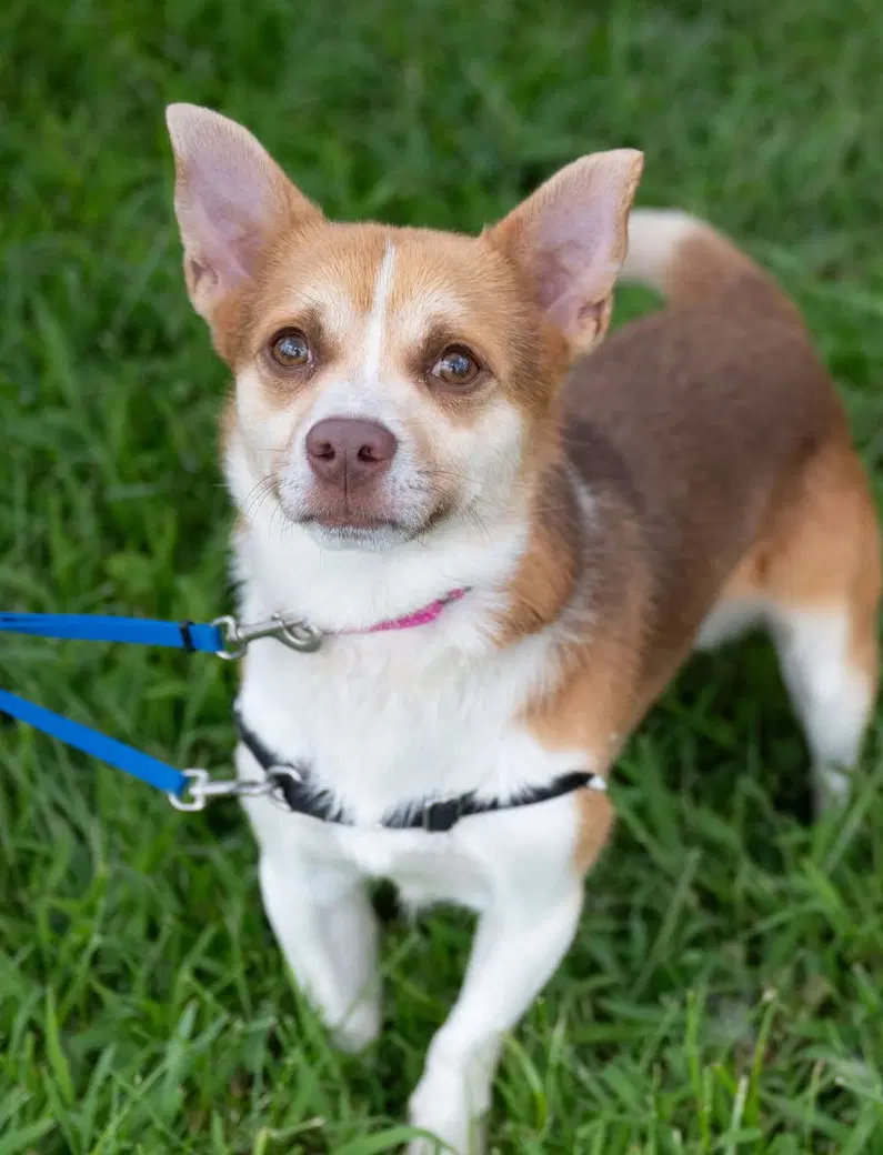 Auggie - Chihuahua