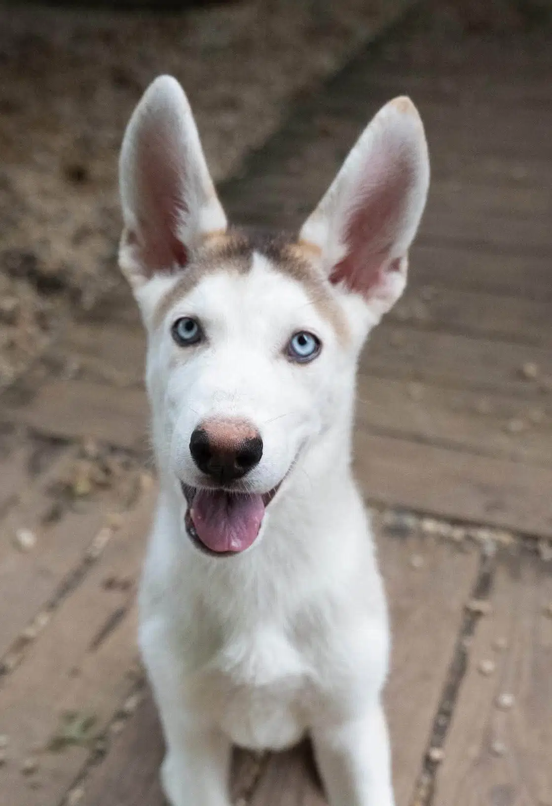 Snap - Siberian Husky