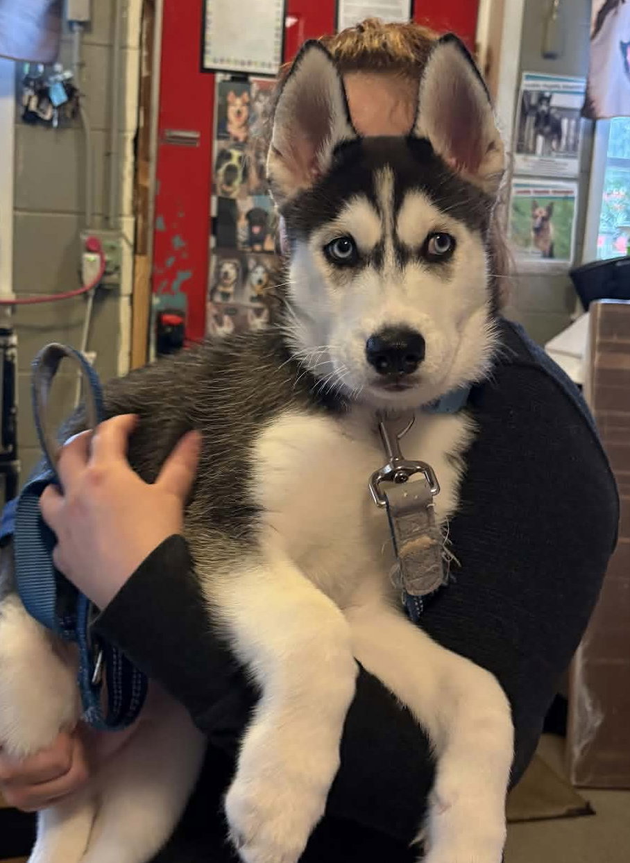 Sonny, Siberian Husky