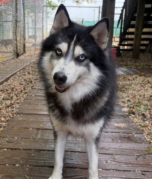 Bullet, a dog for adoption from Husky House