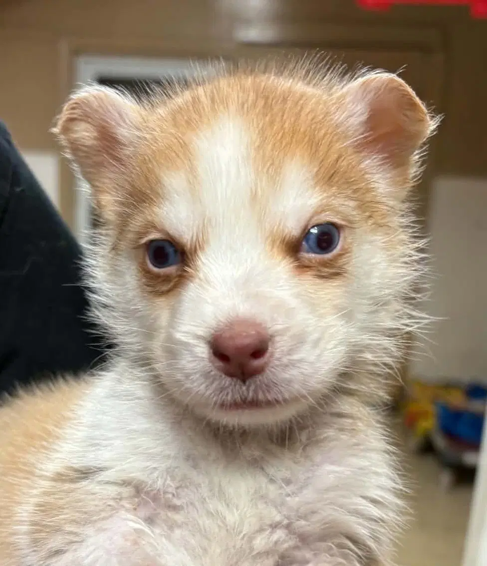John B - Siberian Husky