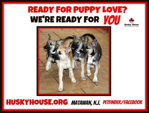 Large image of Husky/Shepherd Mix Puppies