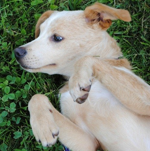 Image of Sandy The Retriver Mix Puppy