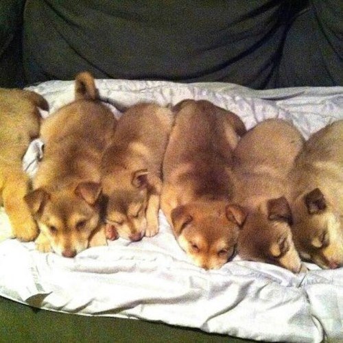 Image of Husky Puppies