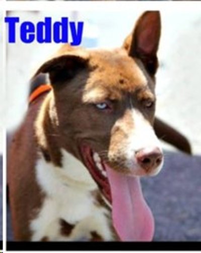 Image of Teddy