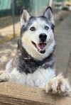 adoptable Dog in , NJ named Azul