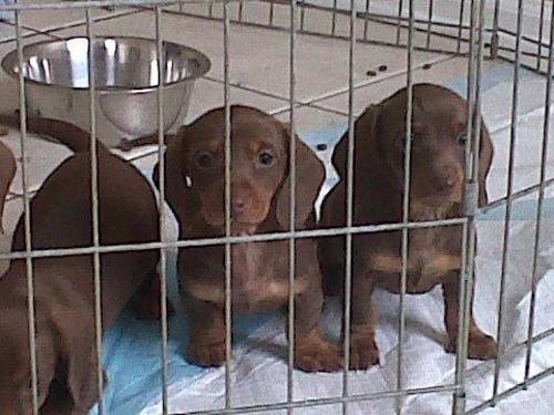 Image of Mini Doxie puppies