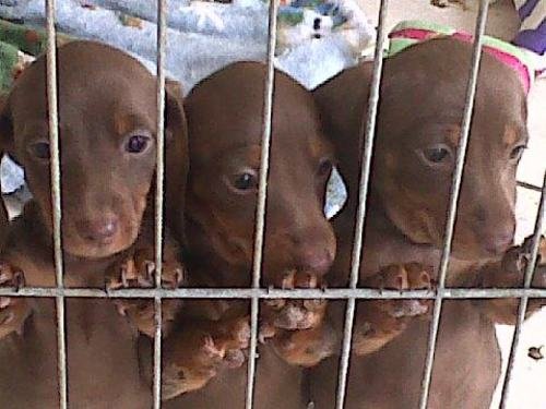 Image of Mini Doxie puppies