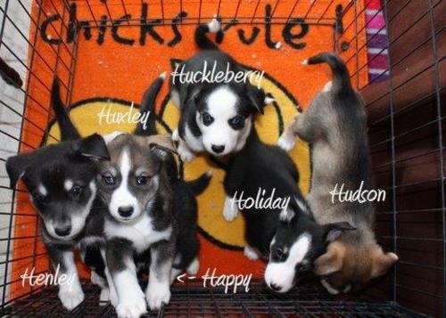 Image of Huckleberry-Adopt Pend