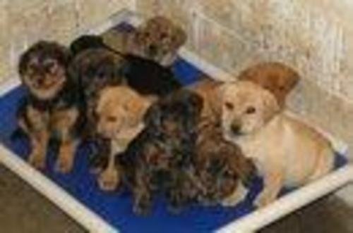 Large image of Lab/Plott Hound Pups