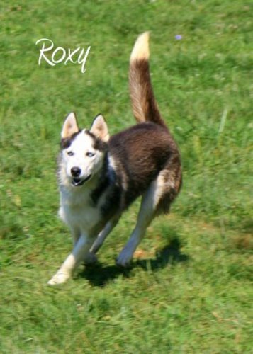 Image of Roxy