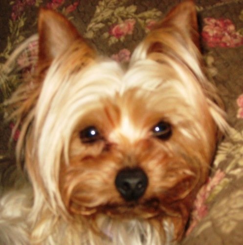 Image of Sookie-adopt pendi