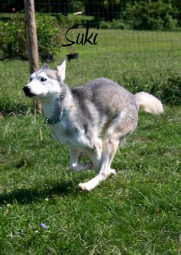 Image of Suki
