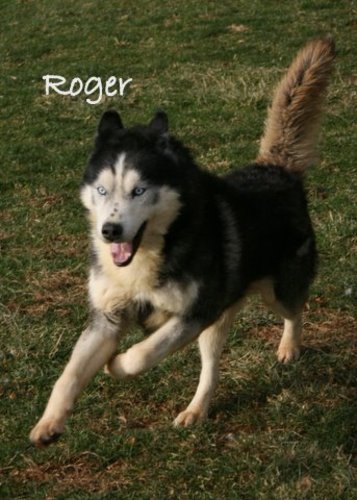 Image of Roger