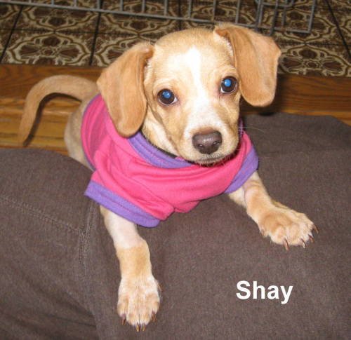 Large image of Shay