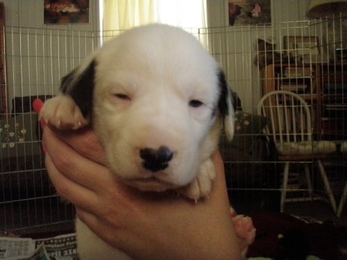 Large image of Brandys Pup#4-Adop