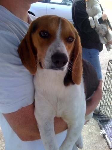 Large image of Beagle Vinnie
