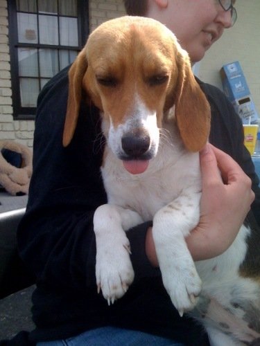 Large image of Beagle June