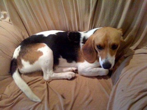 Image of Beagle June