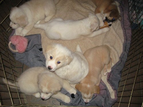 Large image of Fluffy Puppies