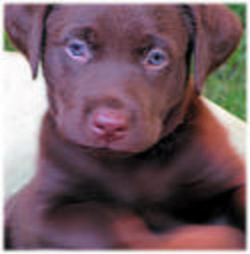 Image of Chocolate Lab Pupp