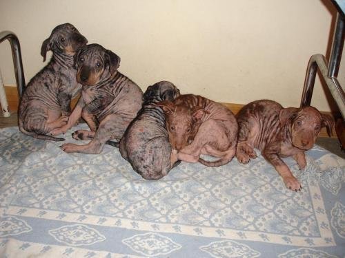 Large image of The hairless 5