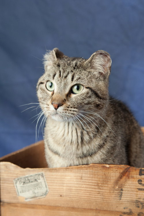 BARNABAS - Domestic Short Hair available for adoption