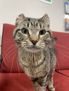 Barnabas - Photo 4