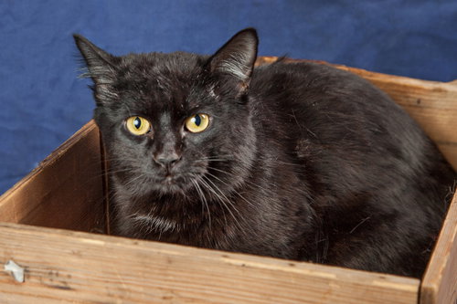 TOAST - Domestic Short Hair available for adoption