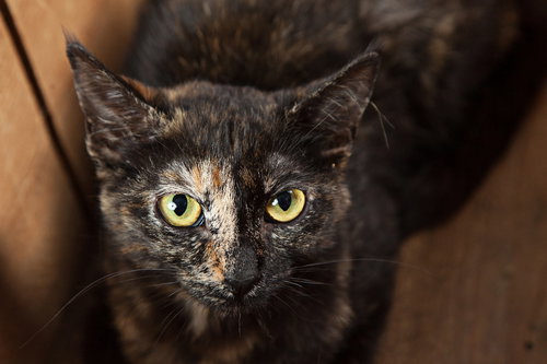 TOPAZ - Domestic Short Hair available for adoption