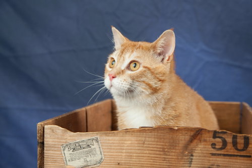 LEAF - Domestic Short Hair available for adoption