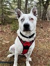 adoptable Dog in  named Stormfly
