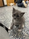 adoptable Cat in bemidji, MN named Picasso