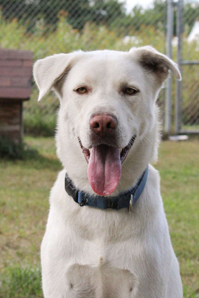 adoptable Dog in Bemidji, MN named Zeus