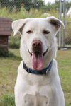 adoptable Dog in  named Zeus