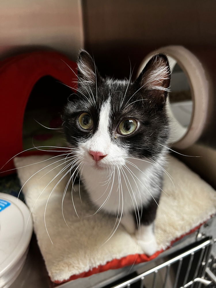 adoptable Cat in Bemidji, MN named Siri