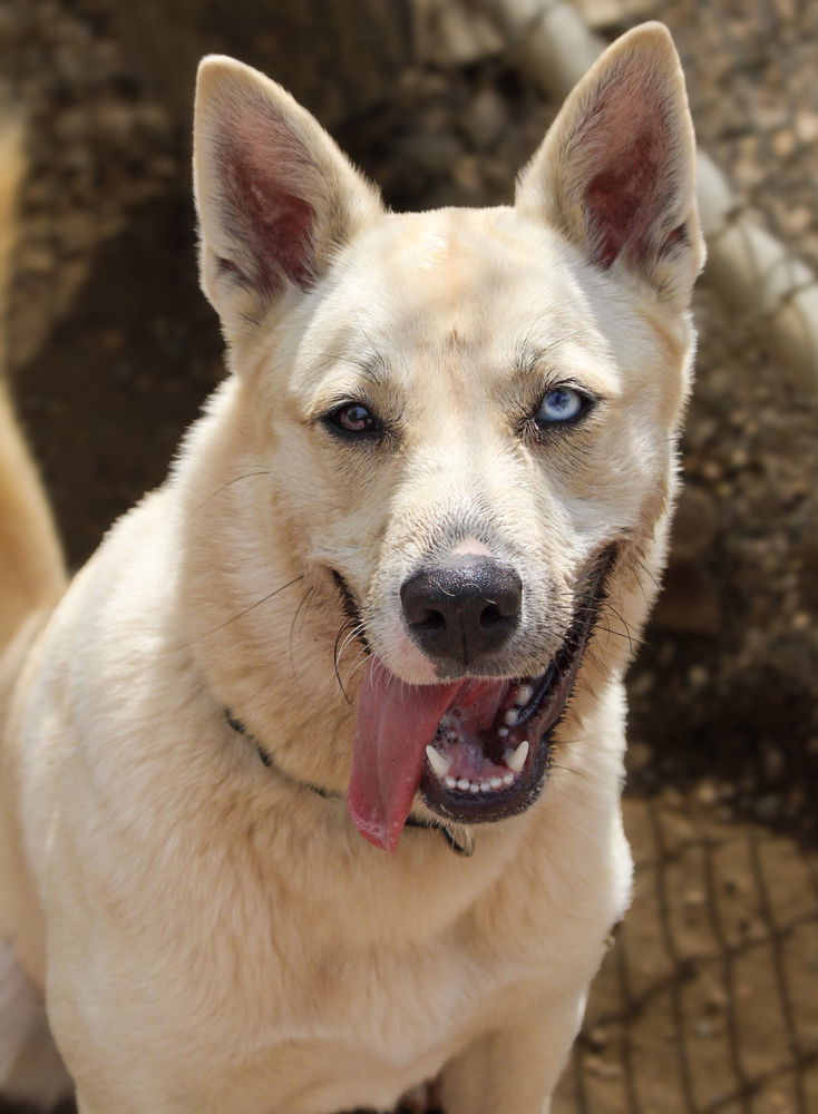 adoptable Dog in Bemidji, MN named Penelope