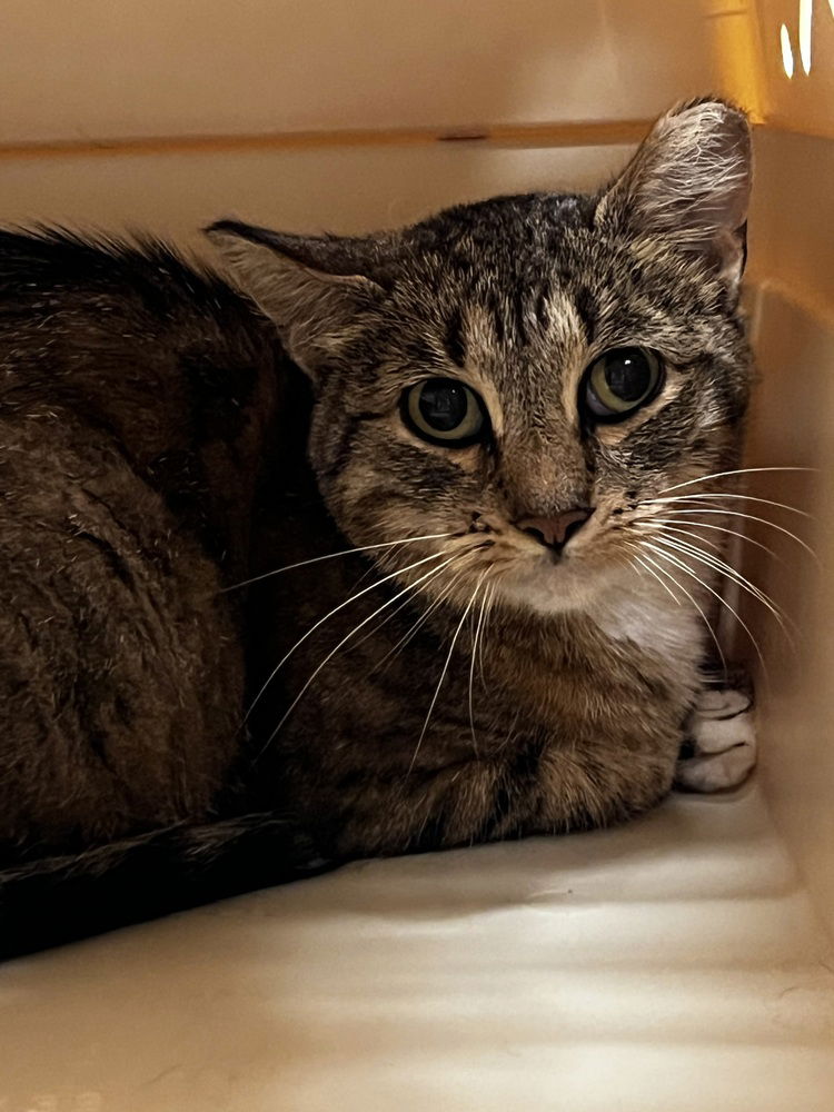 adoptable Cat in Bemidji, MN named Thistle