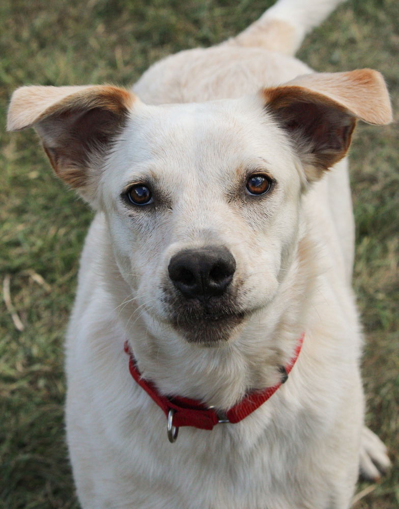 adoptable Dog in Bemidji, MN named Banjo