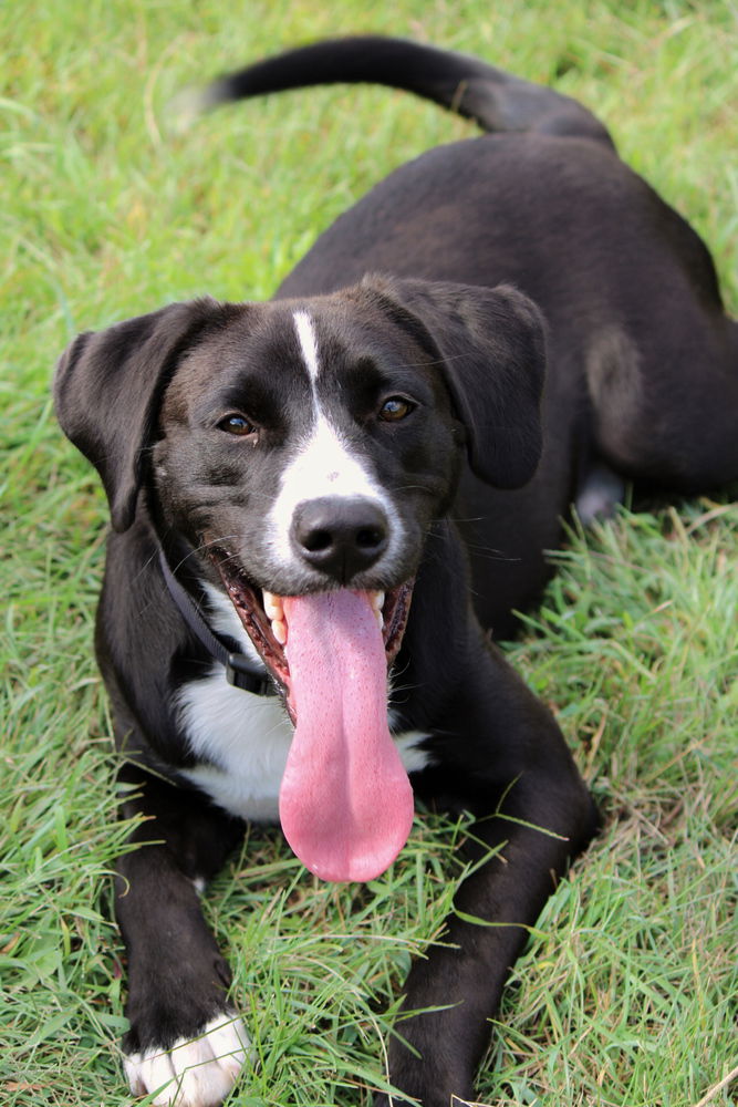 adoptable Dog in Bemidji, MN named Loki