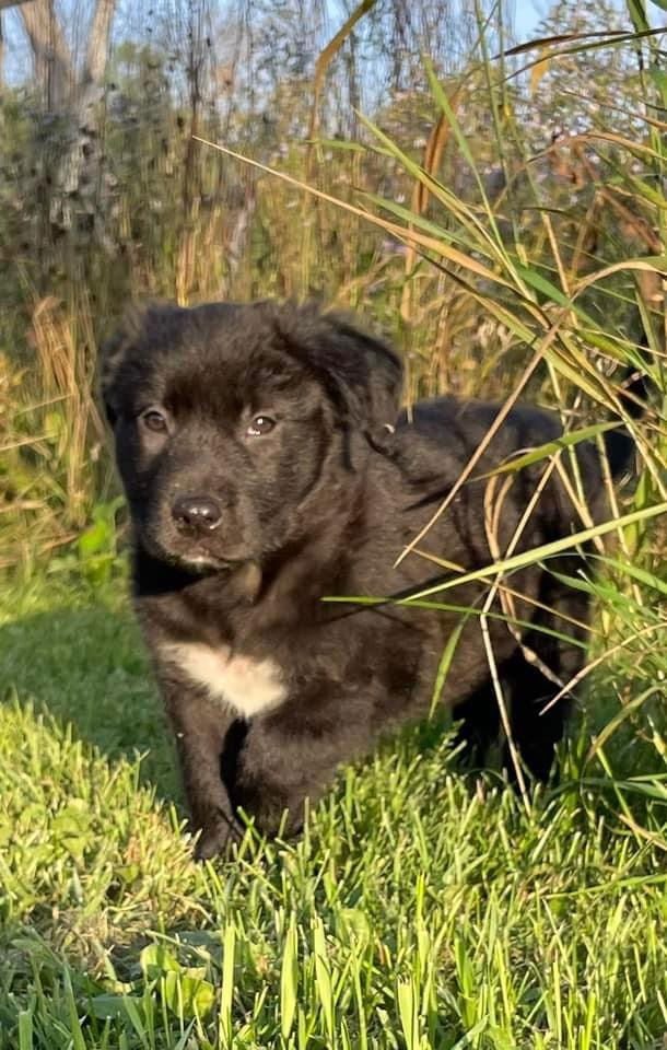 adoptable Dog in Bemidji, MN named Lucy