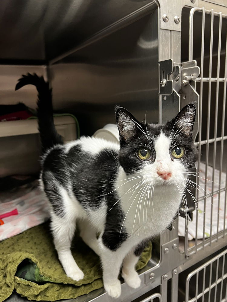 adoptable Cat in Bemidji, MN named Chloe