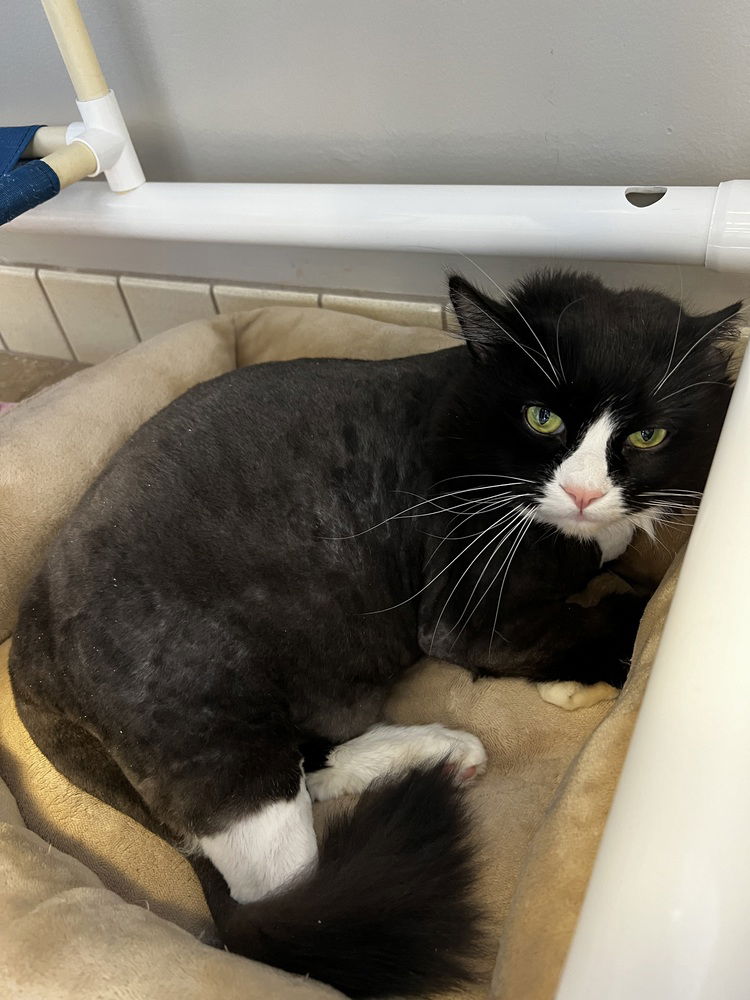 adoptable Cat in Bemidji, MN named Sylvester