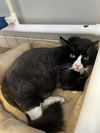 adoptable Cat in , MN named Sylvester